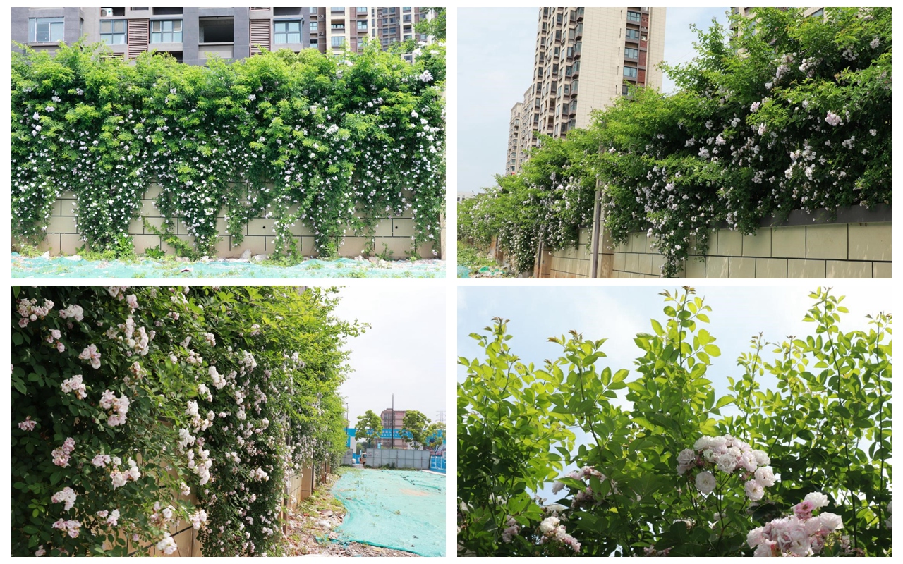 百米蔷薇花墙景物怡人 yl6809永利集团打造“让住户知足”的宜居情形